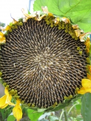 sunflower ripe