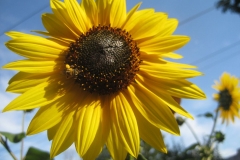 sun flower