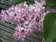 Syringa vulgaris pink lilac closeup