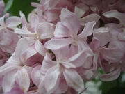 Syringa vulgaris pink lilac closeup