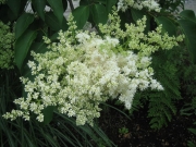 Syringa reticulata Japanese tree lilac, single bloom cluster
