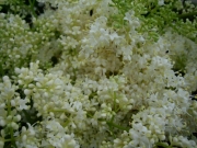 SSyringa reticulata Japanese tree lilac, single bloom cluster closeup