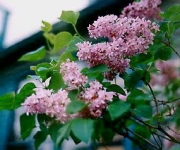 Syringa vulgaris lilac, double pink