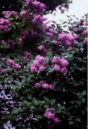 Syringa vulgaris double dark pink lilac