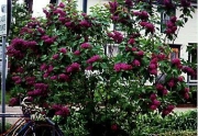 Syringa vulgaris old-fashioned double dark purple lilac