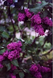 Syringa vulgaris double dark purple lilac