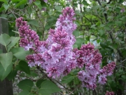 Syringa vulgaris old-fashioned pink/lavender lilac