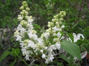 Syringa vulgaris old-fashioned double white lilac