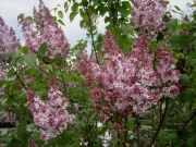 Syrings vulgaris lilac, old-fashioned pink