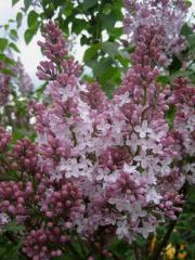 Syringa vulgaris old-fashioned double pink lilac