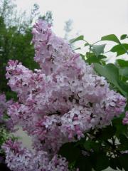 Syringa vulgaris old-fashioned double pink lilac