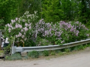 Syringa vulgaris lilacs next to bridge