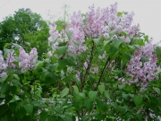 Syringa lilacs pink