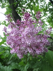 Syringa vulgaris lilac in July