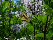 Syringa patula butterfly on 'Miss Kim' lilac
