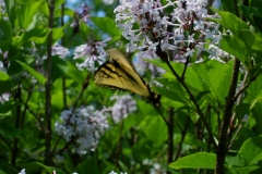 Syringa patula butterfly on 'Miss Kim' lilac