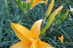 Hemerocallis 'Talisman'