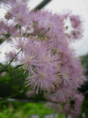 Thalictrum, meadow rue Thalictrum rochebrunianum, 'Lavender Mist'