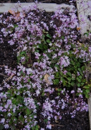 Thalictrum kusianum alpine meadow rue