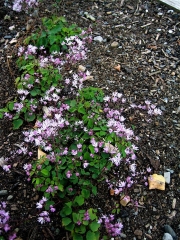 Thalictrum kusianum alpine meadow rue