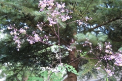 Thalictrum rochebrunianum, Lavender Mist' tallest purple meadow rue
