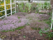 Thymus serphyllum mass planting