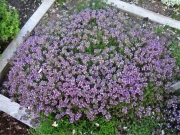 Thymus herba-barona caraway creeping thyme in full bloom