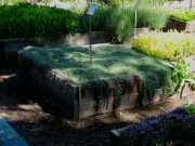 Thymus pseudolanuginosis wooly creeping thyme