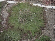 Thymus serpyllum not yet blooming