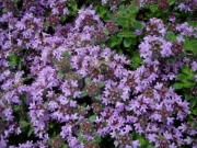 Thymus serphyllum creeping thyme closeup