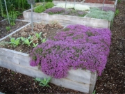 Thymus coccineus red-flowered creeping thyme
