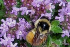 Thymus serphyllum creeping thyme with bee