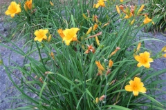 Hemerocallis 'Tock Tock' mature clump