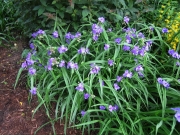 Tradescantia x andersonii hybrid spiderwort