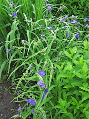 Tradescantia virginana non-hybrid spiderwort