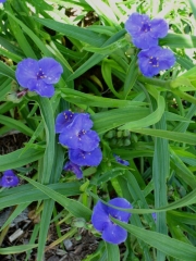 Tradescantia x andersonii hybrid blue spiderwort