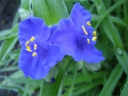 Tradescantia x andersonii blue spiderwort closeup