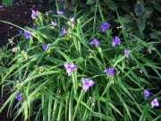 Tradescantia x andersonii lavender/blue spiderwort clump