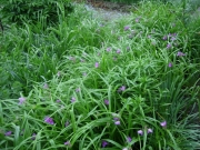 Tradescantia virginana non-hybrid spiderwort group planting