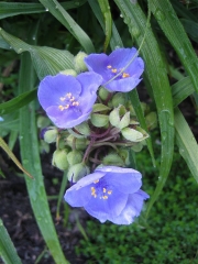 Tradescantia x andersonii medium blue spiderwort