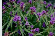 Tradescantia purple