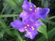 Tradescantia x andersonii lavender/blue spiderwort