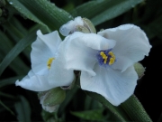 Tradescantia x andersonii white with purple eye spiderwort