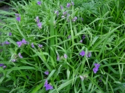Tradescantia