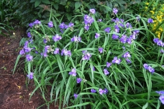 Tradescantia x andersonii hybrid spiderwort