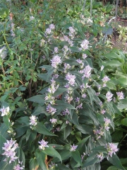 Tricyrtis hirta group planting