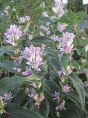Tricyrtis hirta toad lily (unattractive name, beautiful plant)