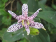 Tricyrtis hirta toad lily closeup