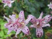 Tricyrtis hirta toad lily closeup