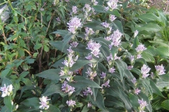 Tricyrtis hirta group planting